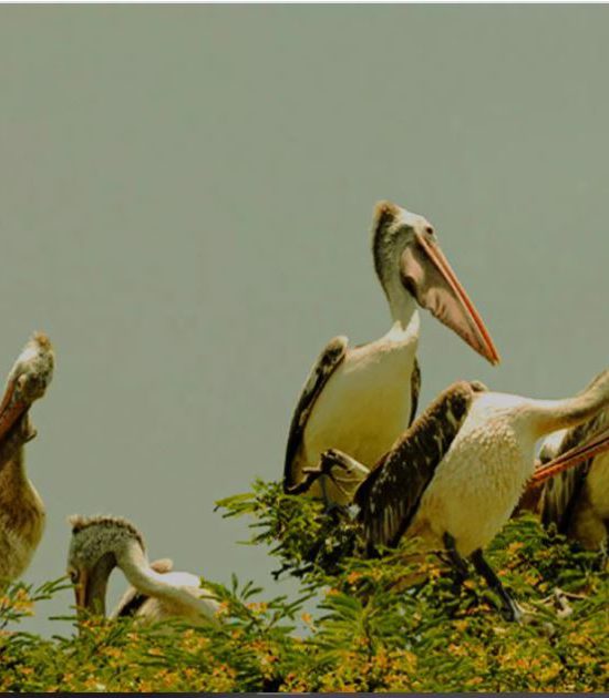 ಕೊಕ್ಕರೆ ಬೆಳ್ಳೂರು