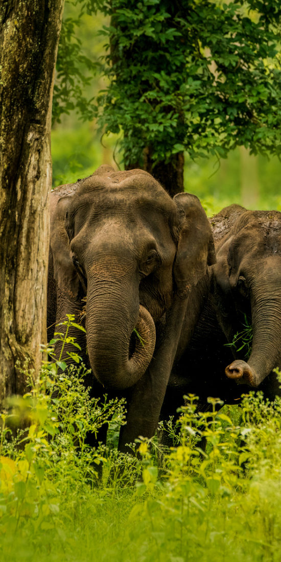 ಚಾಮರಾಜನಗರ