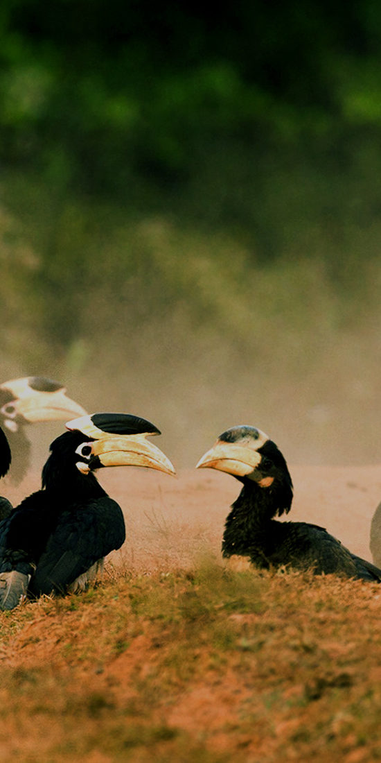 ದಾಂಡೇಲಿಯಲ್ಲಿ ಮಂಗಟ್ಟೆ ವೀಕ್ಷಣೆ