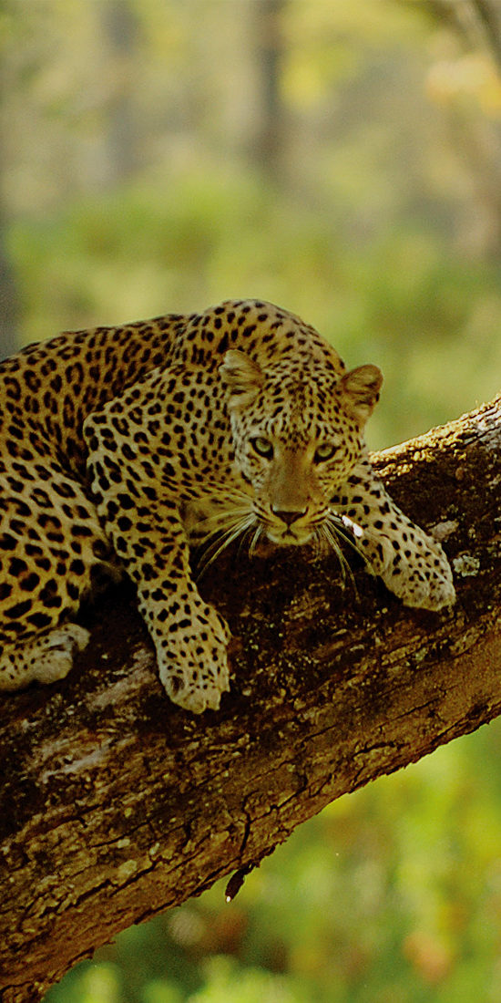 ಬಿಳಿಗಿರಿ ರಂಗನಾಥಸ್ವಾಮಿ ದೇವಾಲಯ