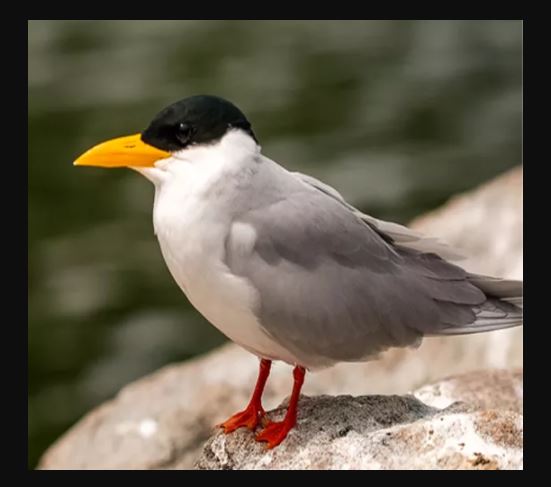 ರಂಗನತಿಟ್ಟು ಪಕ್ಷಿಧಾಮ