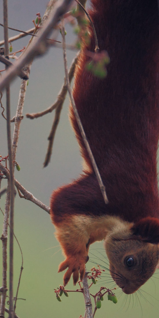 ಶರಾವತಿ ಕಣಿವೆ ವನ್ಯಜೀವಿ ಅಭಯಾರಣ್ಯ