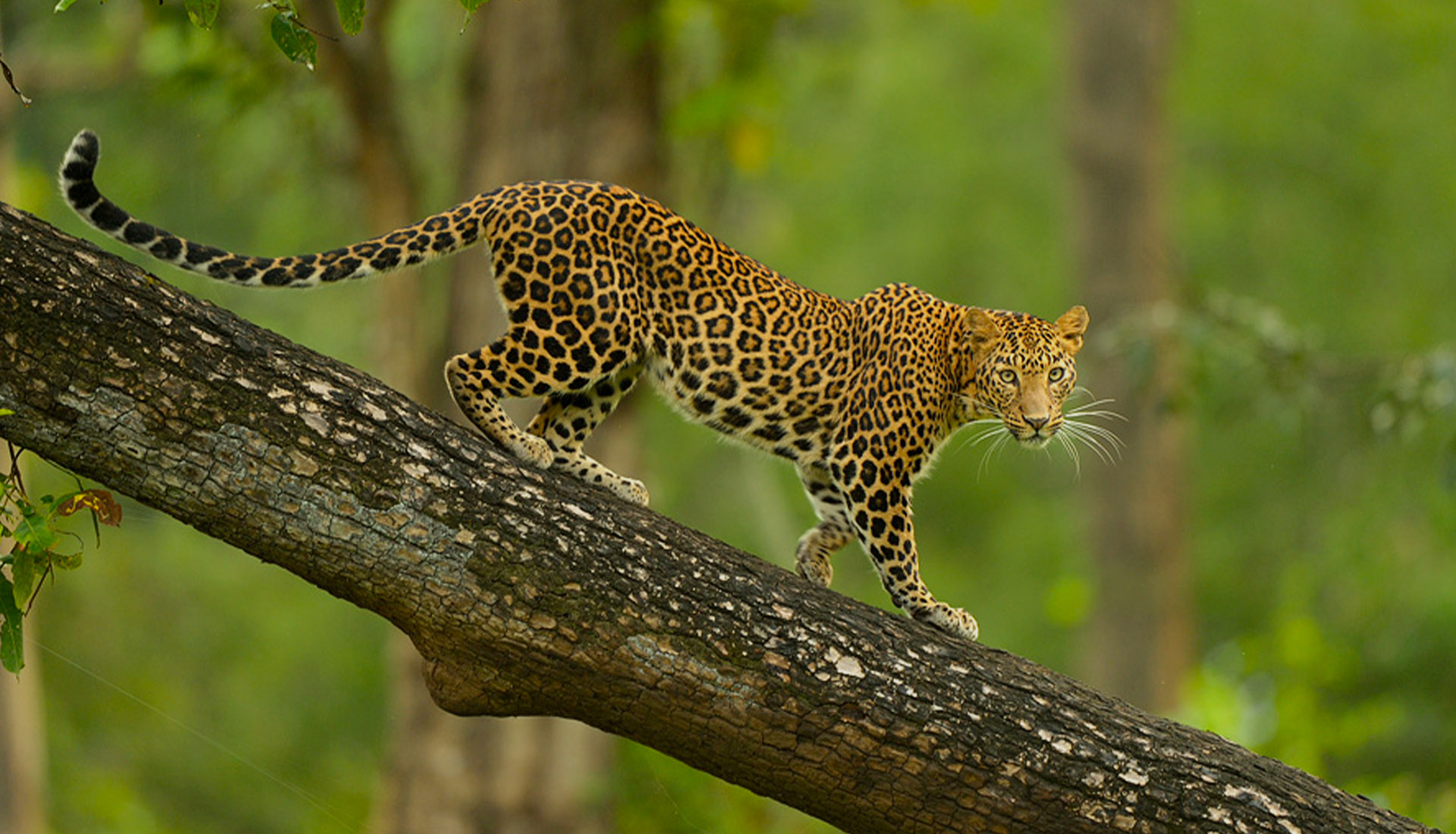 Nagarhole National Park