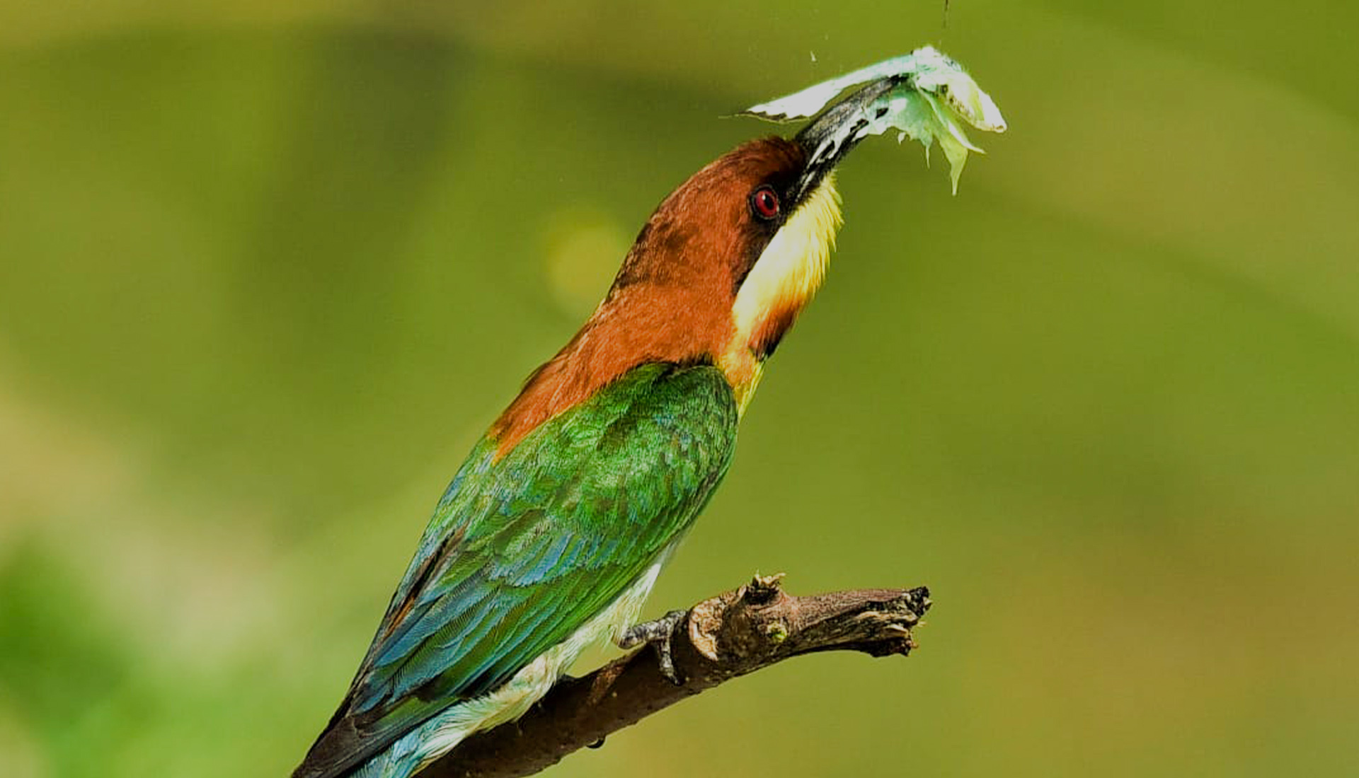 Atal Bihari Vajpayee Zoological Park
