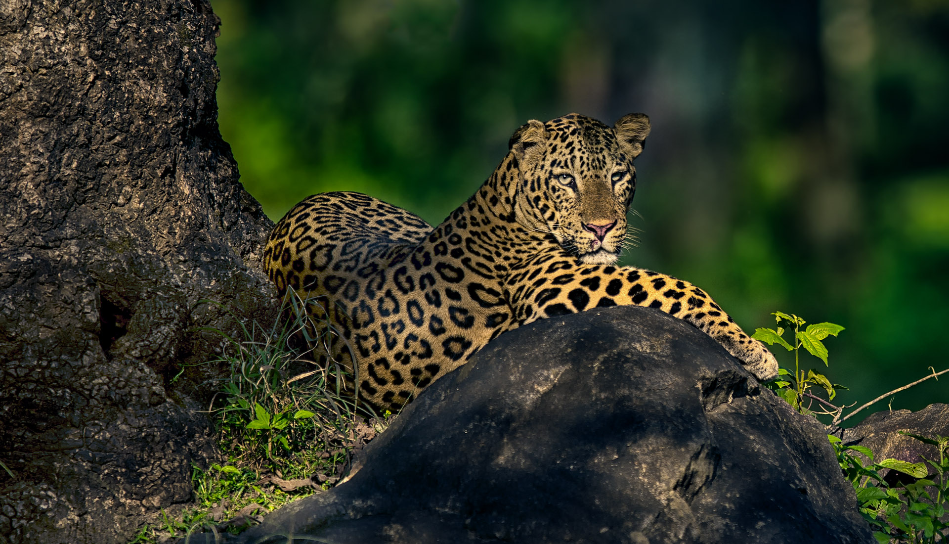 Bhadra Wildlife Sanctuary