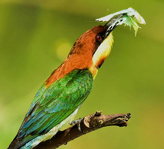 ಅಟಲ್ ಬಿಹಾರಿ ವಾಜಪೇಯಿ ಪ್ರಾಣಿಶಾಸ್ತ್ರೀಯ ಉದ್ಯಾನ