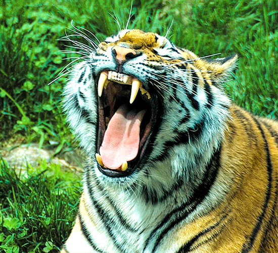Bannerghatta National Park
