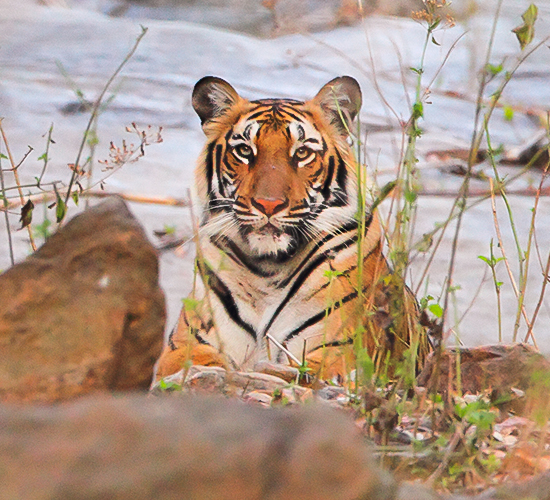 Kali Tiger Reserve