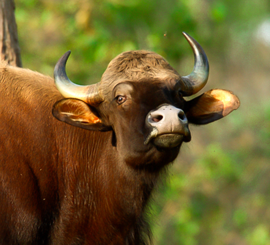 kudremukha National Park