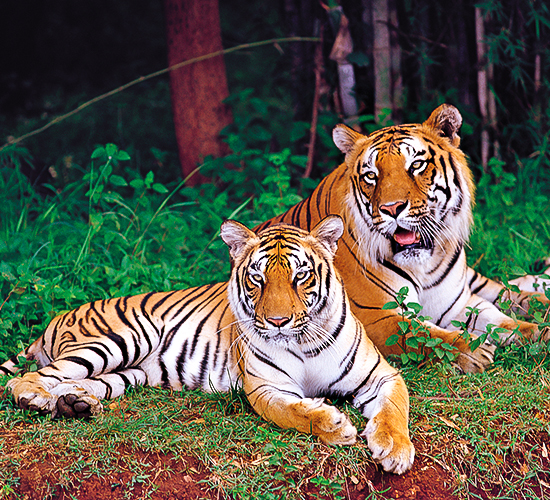 Nagarahole National Park - Wildlife Safari