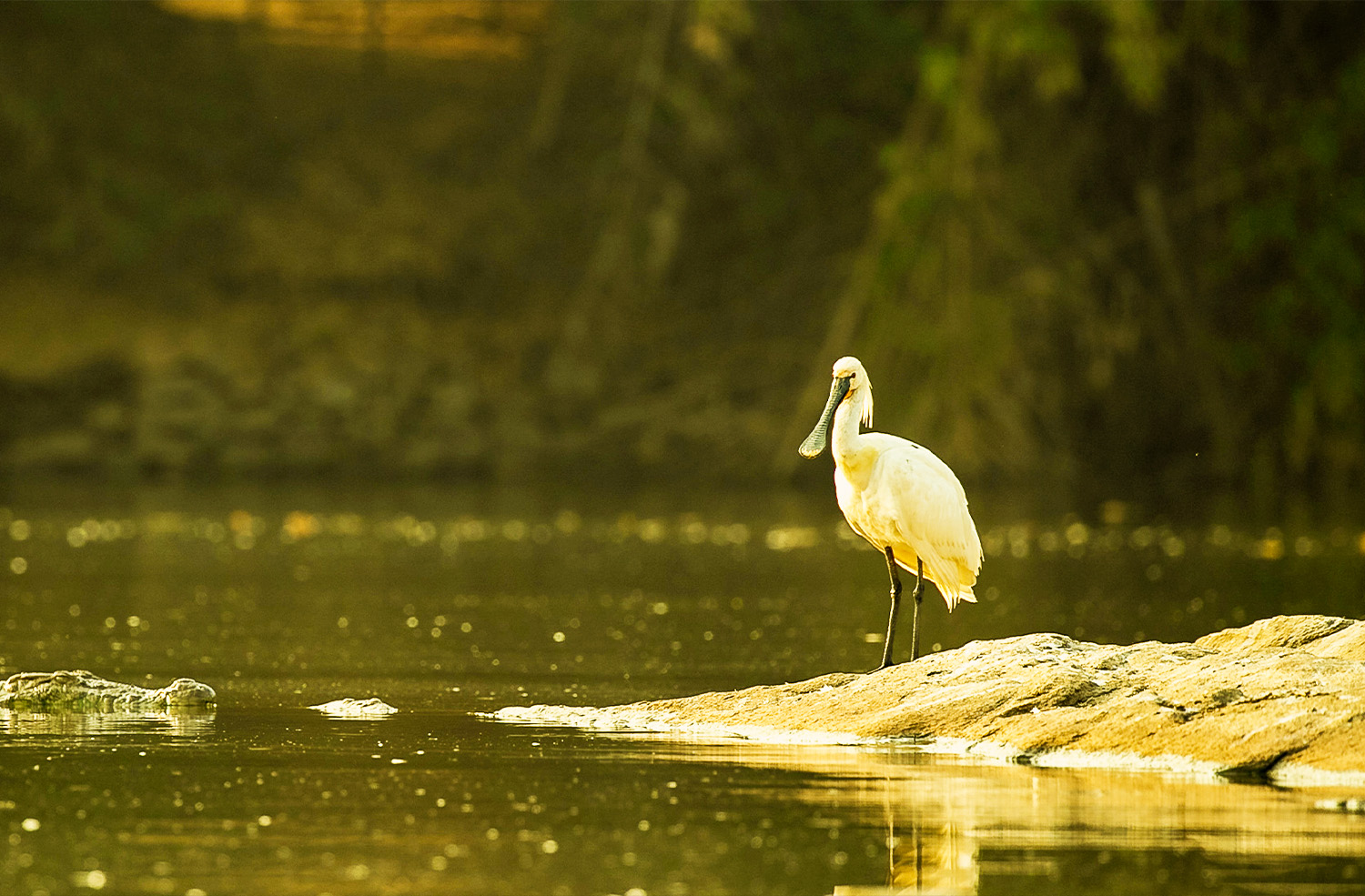 Biking in Karnataka ranganathittu bird sanctuary