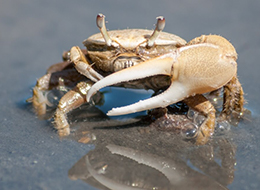 Freshwater Crabs