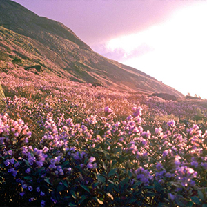 Neelakurinji Flowers