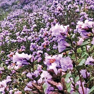 Neelakurinji Flowers
