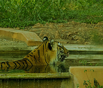 Mysuru Zoo