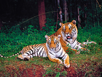 Tiger Couple