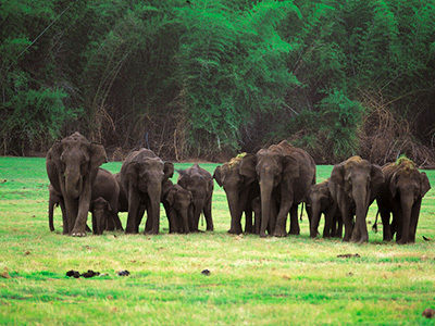 RAJIV GANDHI NATIONAL PARK