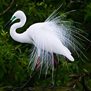 ವನ್ಯಜೀವಿ