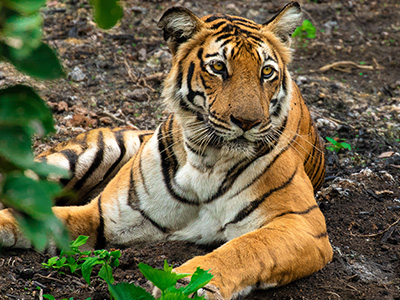 ಪ್ರತಿ ವರ್ಷ ಜುಲೈ 29 ಅನ್ನು ಅಂತರರಾಷ್ಟ್ರೀಯ ಹುಲಿ ದಿನವನ್ನಾಗಿ ಆಚರಿಸಲಾಗುತ್ತದೆ ಮತ್ತು ಈ ಸಂದರ್ಭದಲ್ಲಿ ಹುಲಿ ಸಂಬಂಧಿತ ಸಮಸ್ಯೆಗಳಿಗೆ ವೀಡಿಯೊಗಳು, ಇನ್ಫೋಗ್ರಾಫಿಕ್ಸ್ ಮತ್ತು ಲಿಂಕ್‌ಗಳನ್ನು ಹಂಚಿಕೊಳ್ಳುವ ಮೂಲಕ ಹುಲಿ ಸರಂಕ್ಷಣೆ ಕಾರ್ಯಕ್ರಮದಲ್ಲಿ ಹೆಚ್ಚಿನ ಜನರನ್ನು ತೊಡಗಿಸಿಕೊಳ್ಳುವ ಮೂಲಕ ಜಾಗೃತಿ ಮತ್ತು ಬೆಂಬಲವನ್ನು ನೀಡಲಾಗುತ್ತದೆ. 2010 ರಲ್ಲಿ